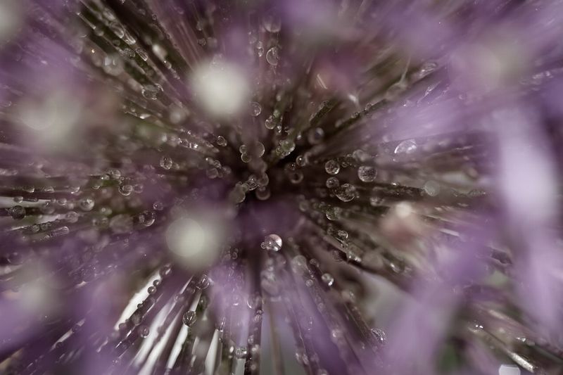 ミョウバンとは